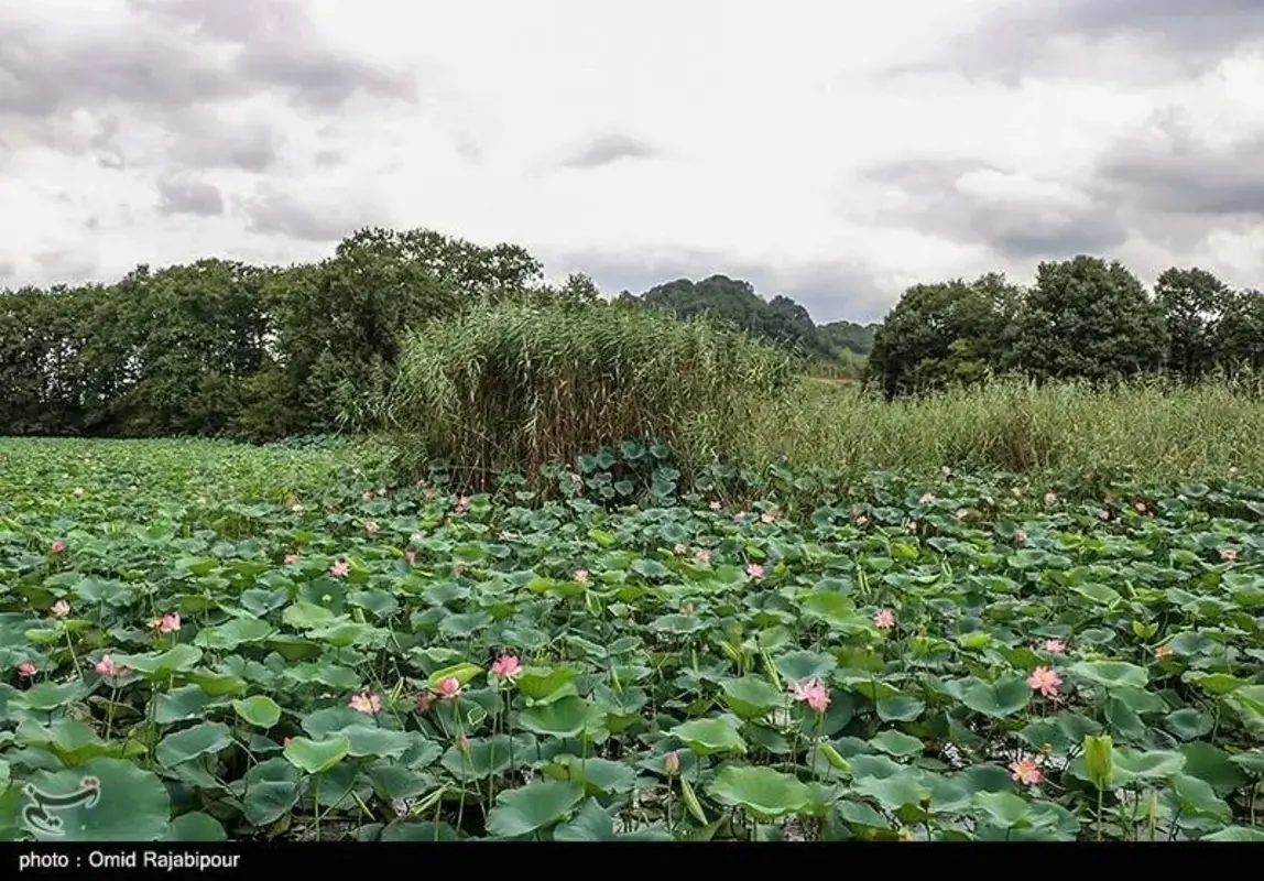 سوستان گیلان جواهری سبز میان تالاب‌ها