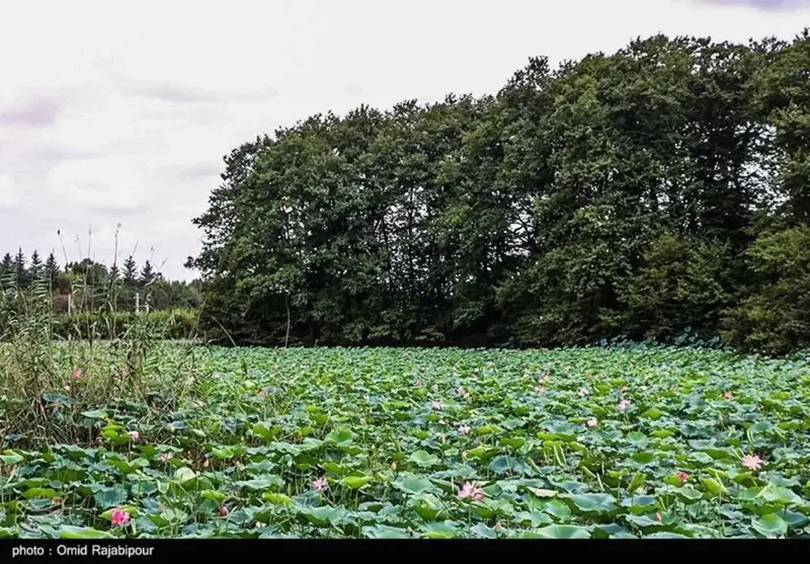 سوستان گیلان جواهری سبز میان تالاب‌ها
