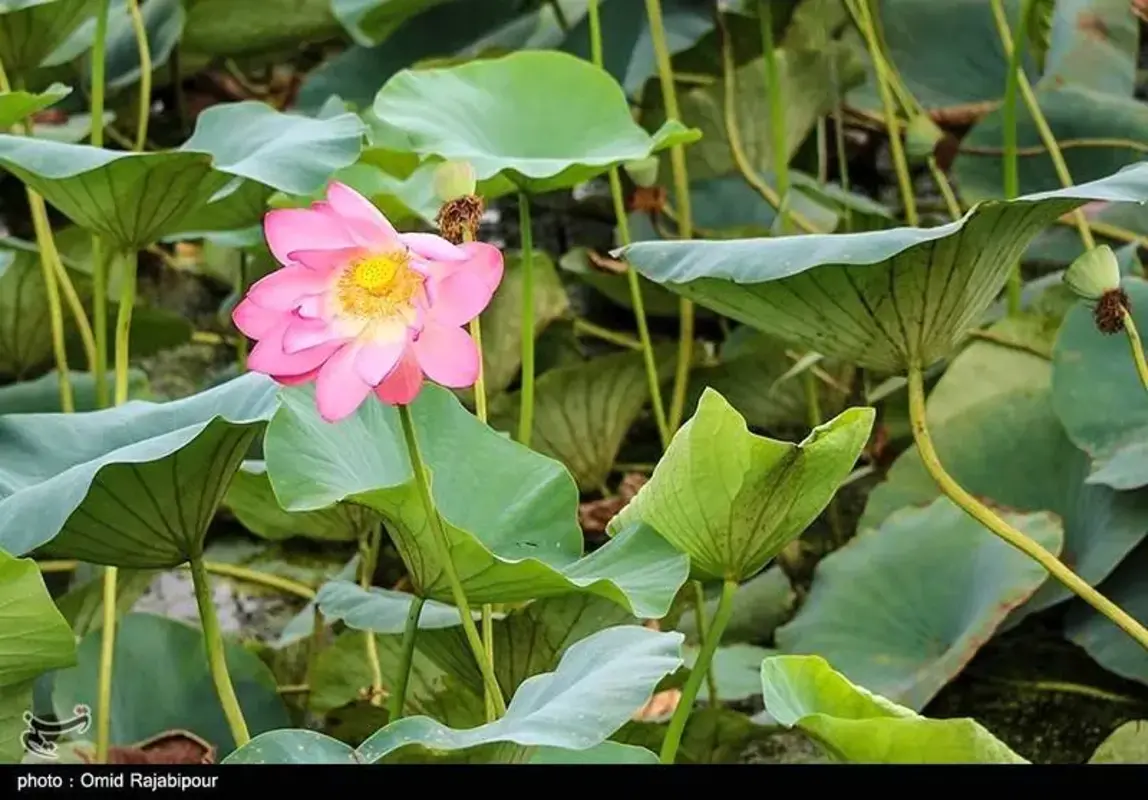 سوستان گیلان جواهری سبز میان تالاب‌ها