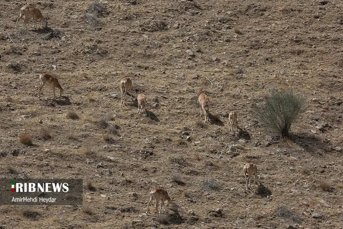 افتتاح پاسگاه محیط‌بانی در شرق تهران