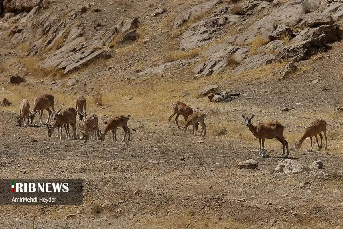 افتتاح پاسگاه محیط‌بانی در شرق تهران