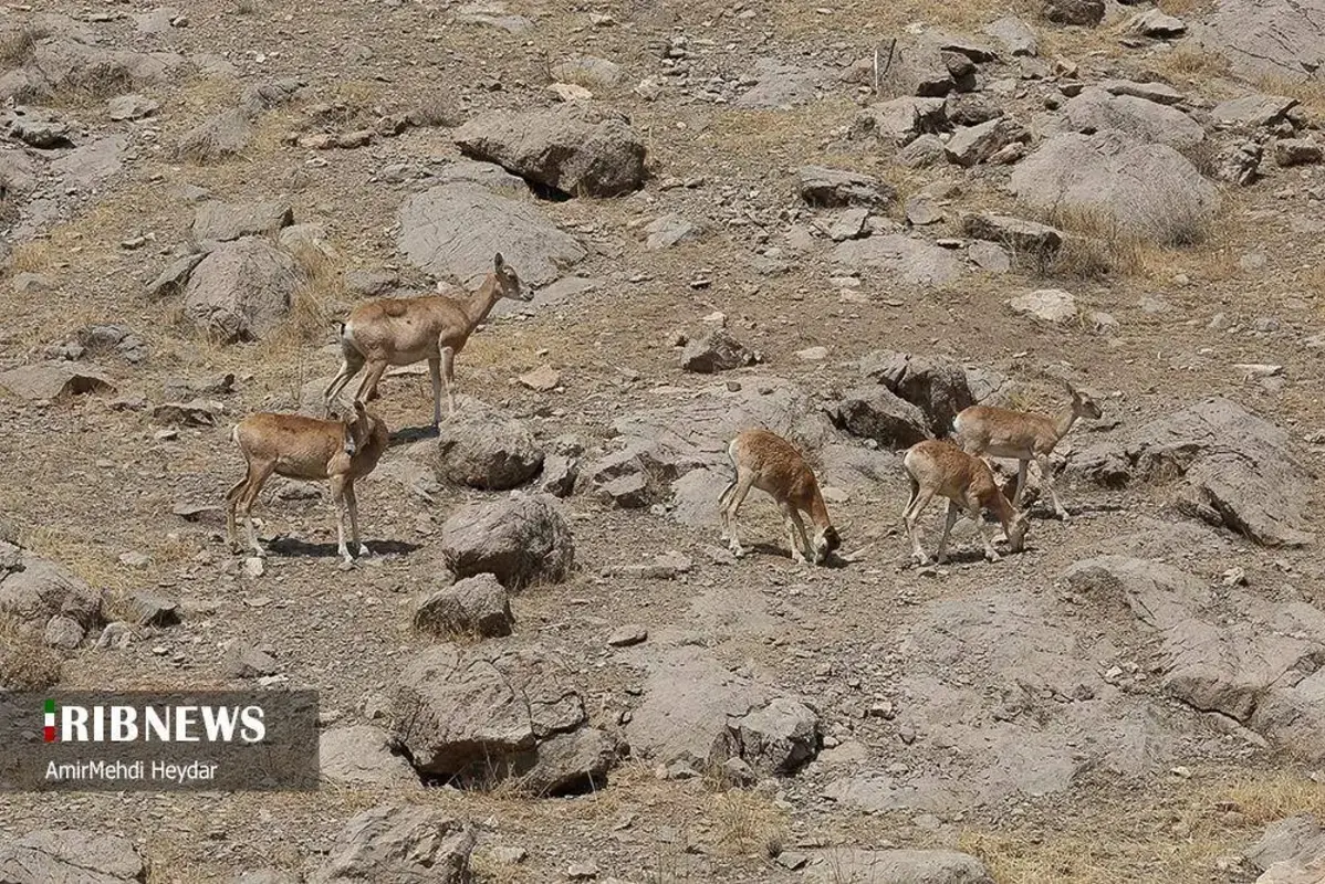 افتتاح پاسگاه محیط‌بانی در شرق تهران