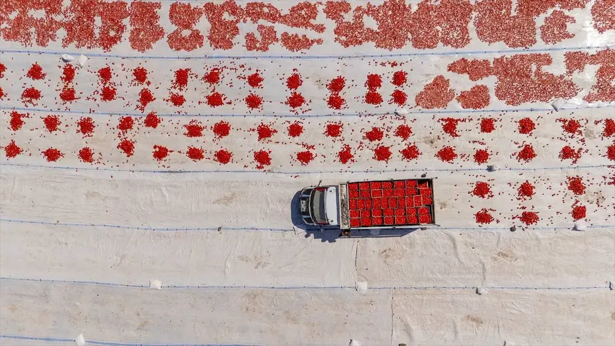 خشک‌کردن گوجه‌فرنگی در دیاربکر