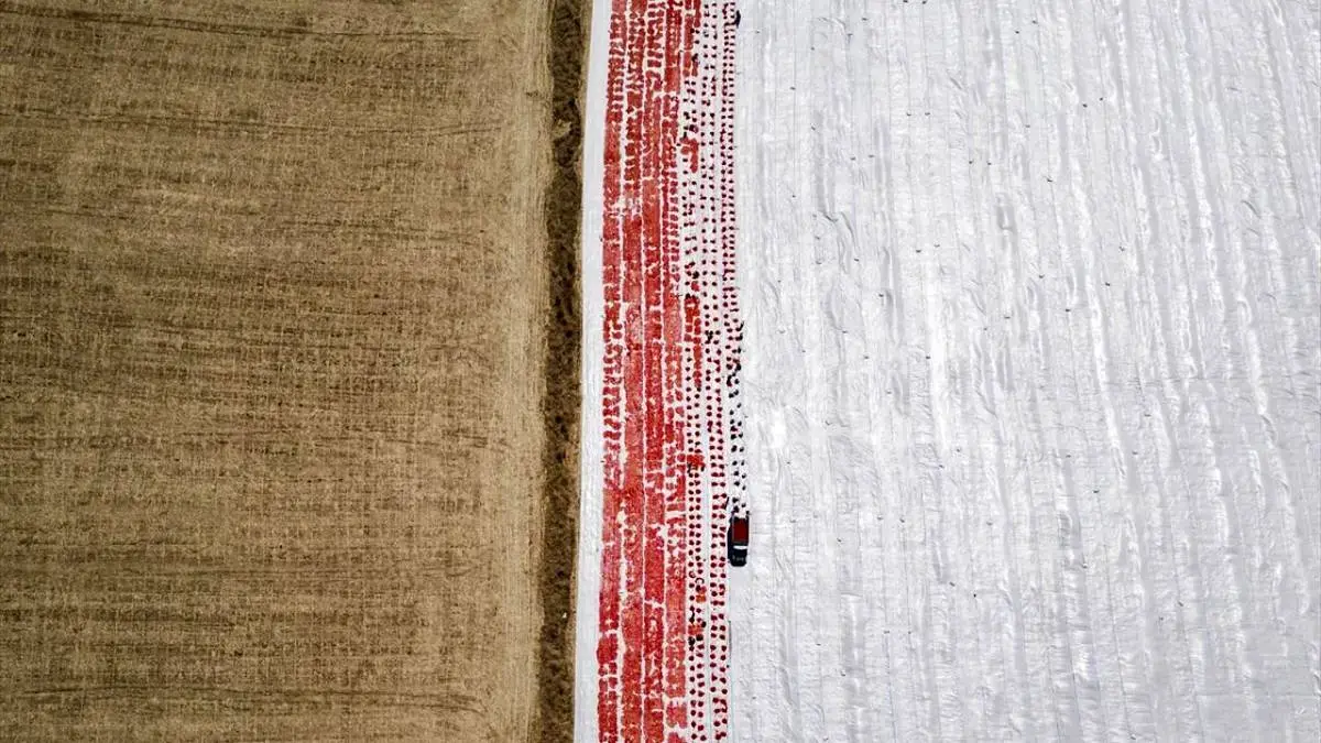 خشک‌کردن گوجه‌فرنگی در دیاربکر