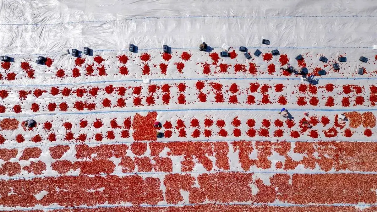 خشک‌کردن گوجه‌فرنگی در دیاربکر