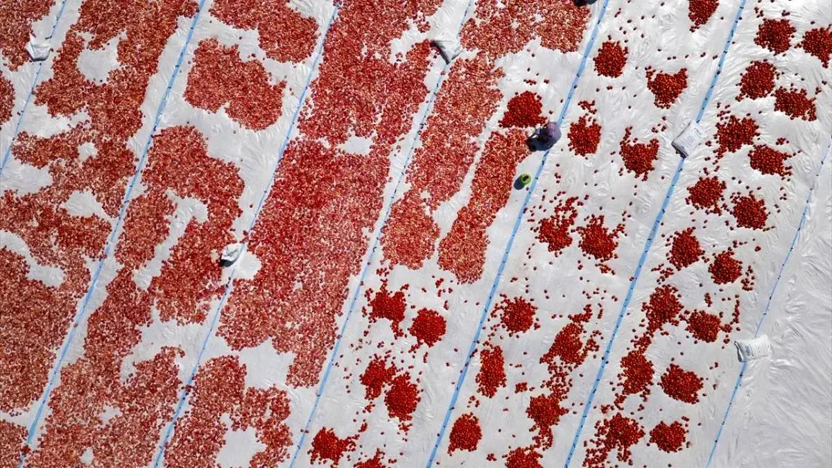 خشک‌کردن گوجه‌فرنگی در دیاربکر