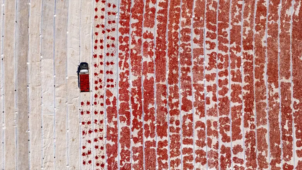 خشک‌کردن گوجه‌فرنگی در دیاربکر