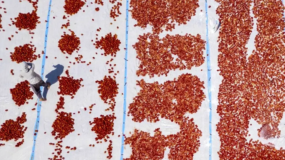 خشک‌کردن گوجه‌فرنگی در دیاربکر