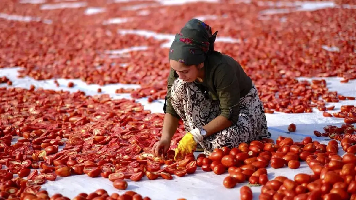 خشک‌کردن گوجه‌فرنگی در دیاربکر