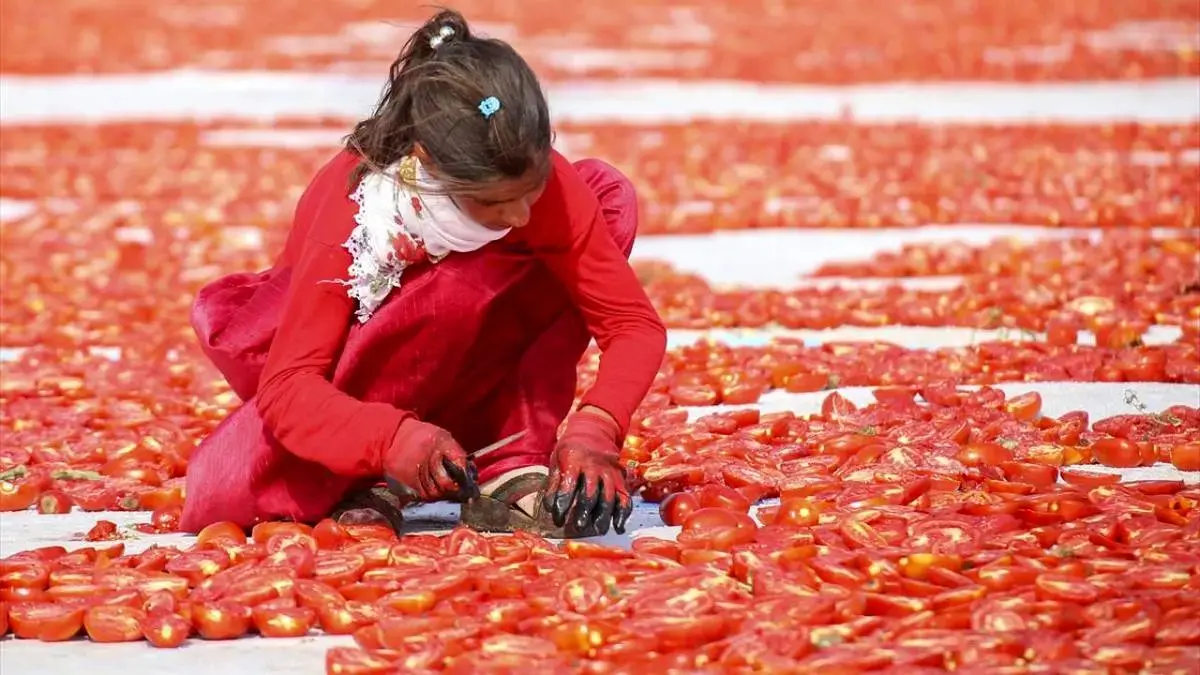 خشک‌کردن گوجه‌فرنگی در دیاربکر