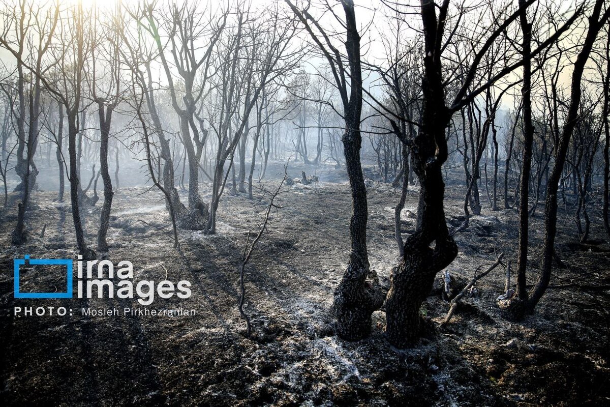 عکس/ ​​​​​​​آتش سوزی جنگل‌های بلوط مریوان