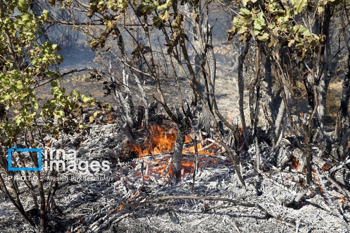 عکس/ ​​​​​​​آتش سوزی جنگل‌های بلوط مریوان