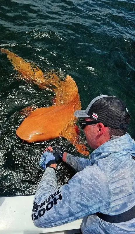 اولین کوسه نارنجی جهان در آب‌های کاستاریکا