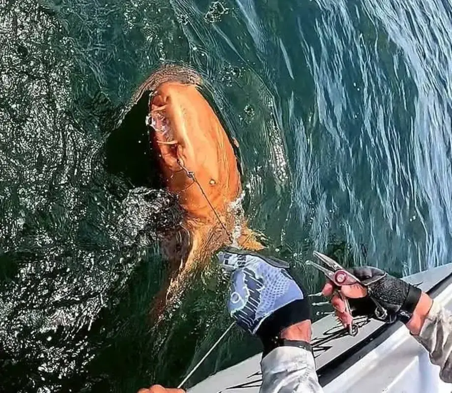 اولین کوسه نارنجی جهان در آب‌های کاستاریکا