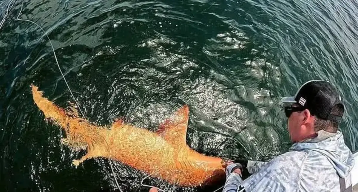 اولین کوسه نارنجی جهان در آب‌های کاستاریکا