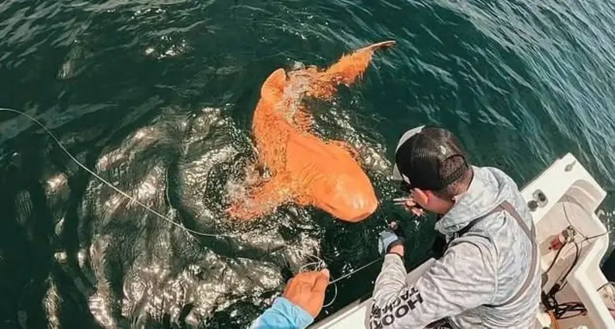 اولین کوسه نارنجی جهان در آب‌های کاستاریکا