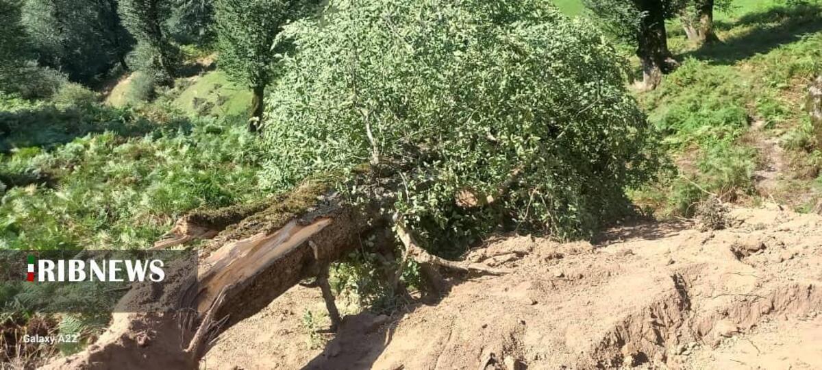 کشف جاده غیرمجاز ۸ کیلومتری در جنگل‌های گیلان