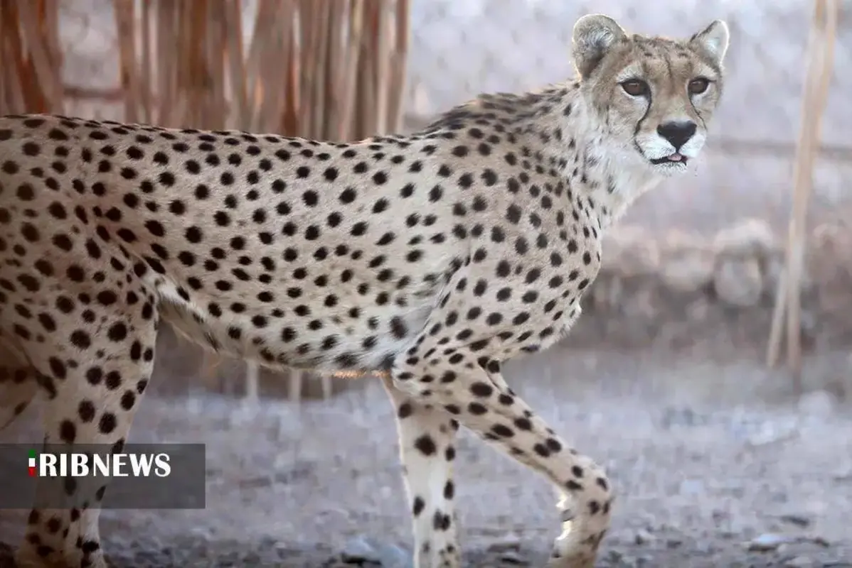 یوزپلنگ‌های پارک ملی توران