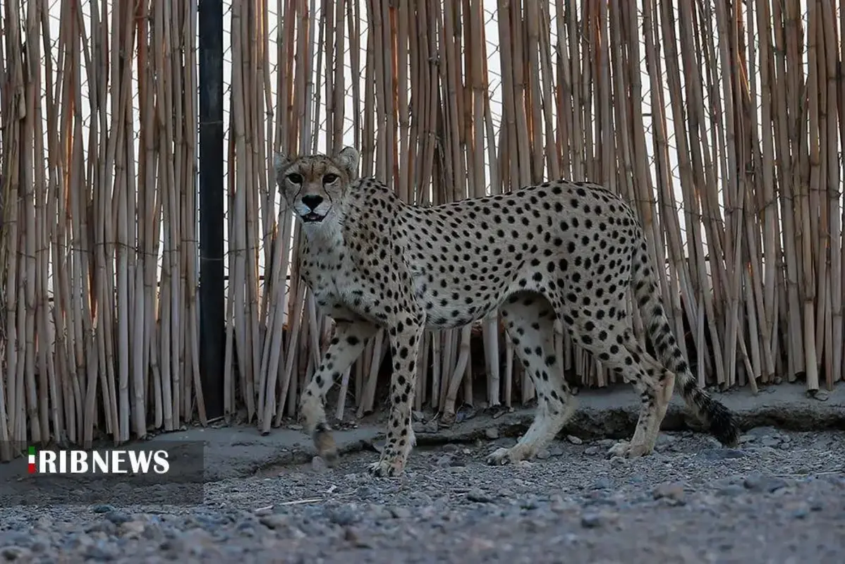 یوزپلنگ‌های پارک ملی توران