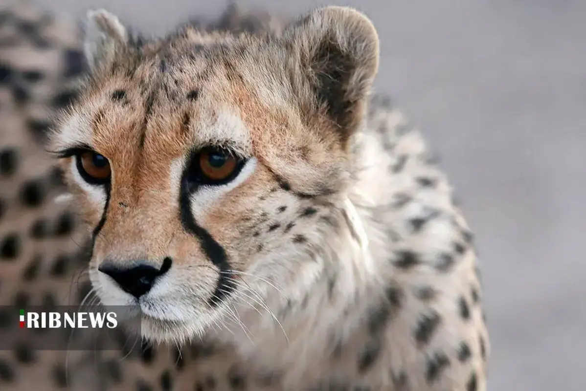 یوزپلنگ‌های پارک ملی توران