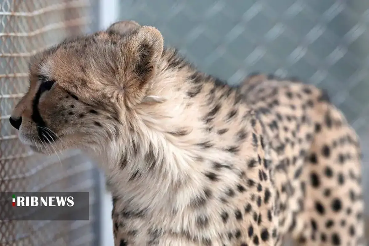 یوزپلنگ‌های پارک ملی توران