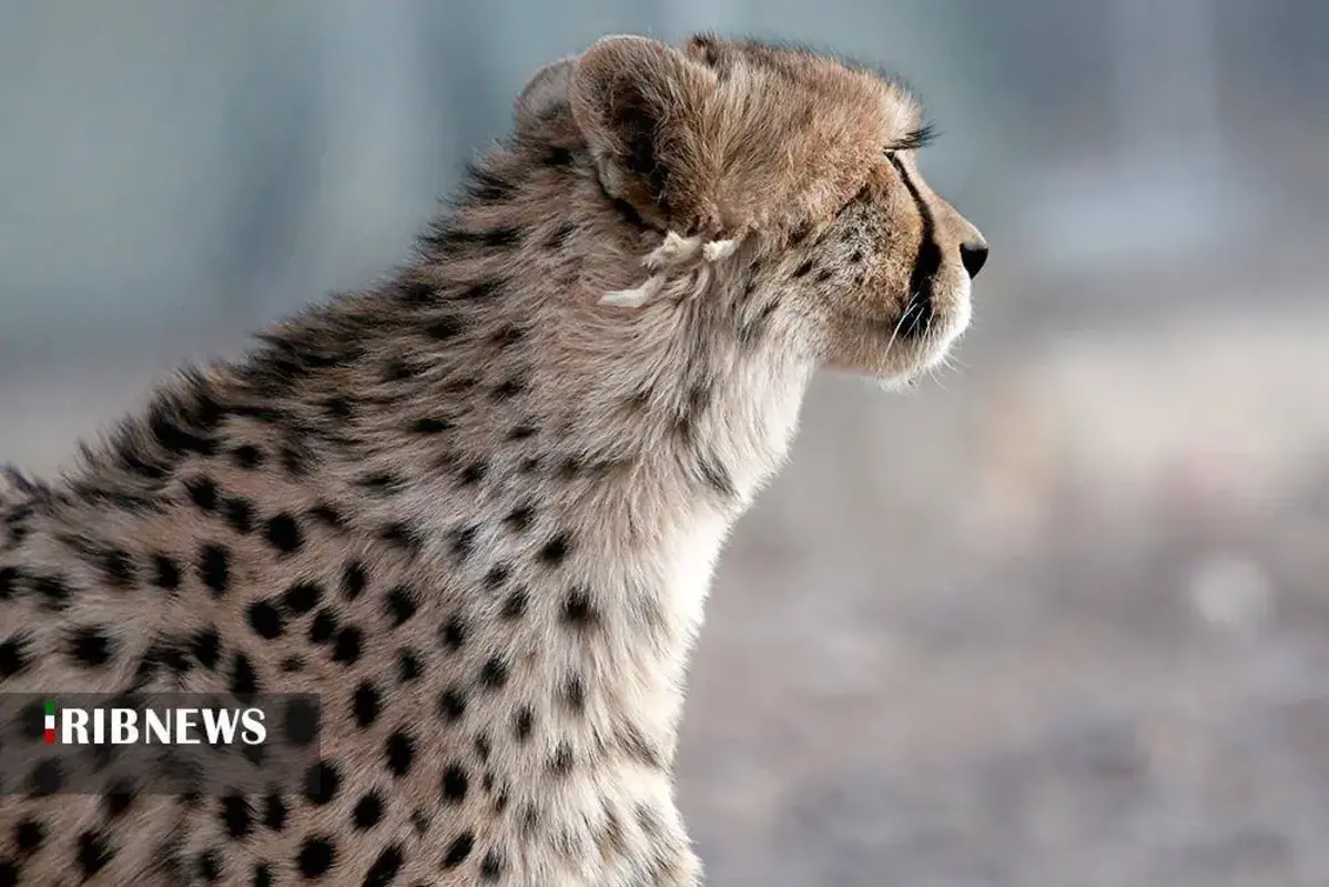 یوزپلنگ‌های پارک ملی توران