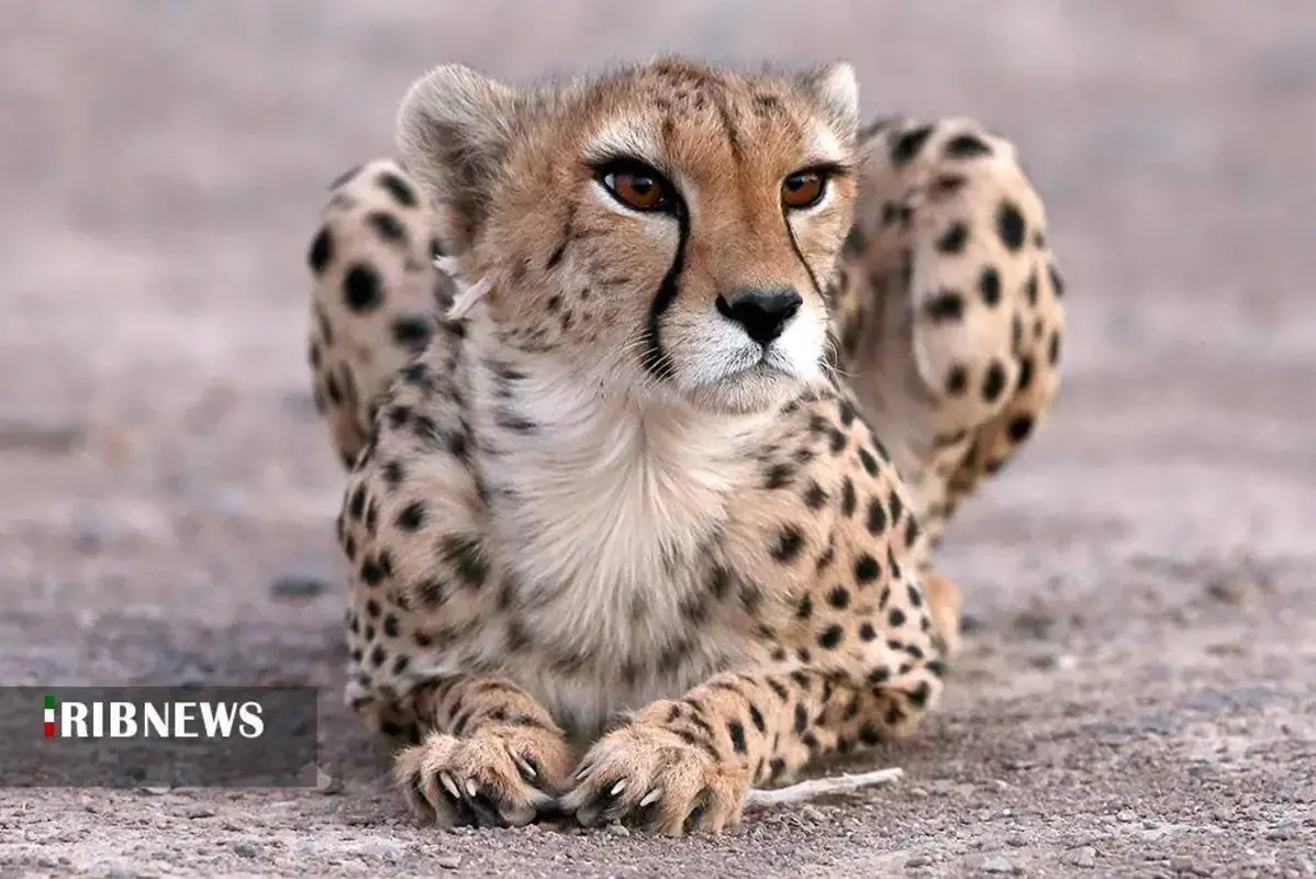 یوزپلنگ‌های پارک ملی توران