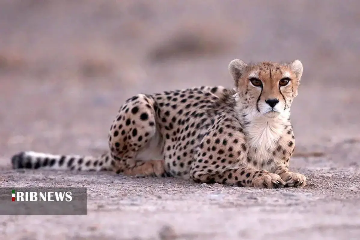 یوزپلنگ‌های پارک ملی توران