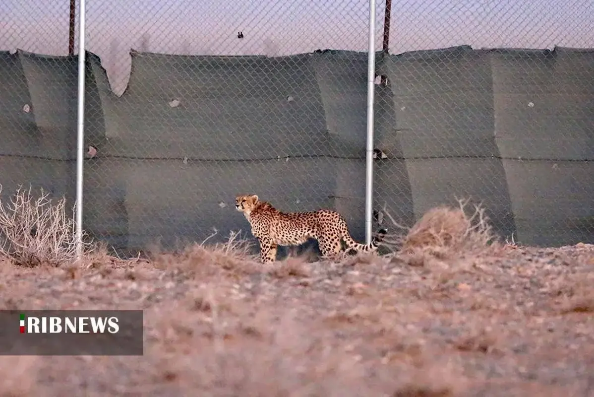 یوزپلنگ‌های پارک ملی توران