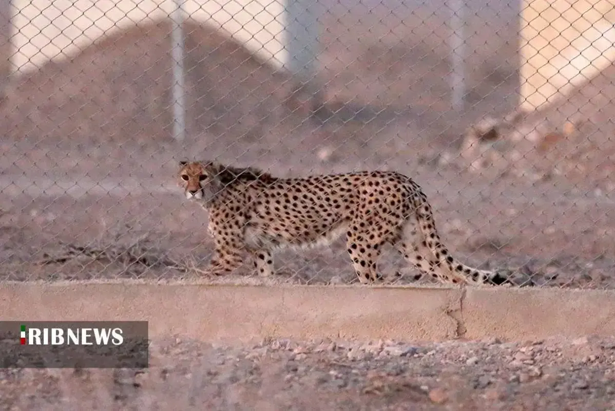 یوزپلنگ‌های پارک ملی توران