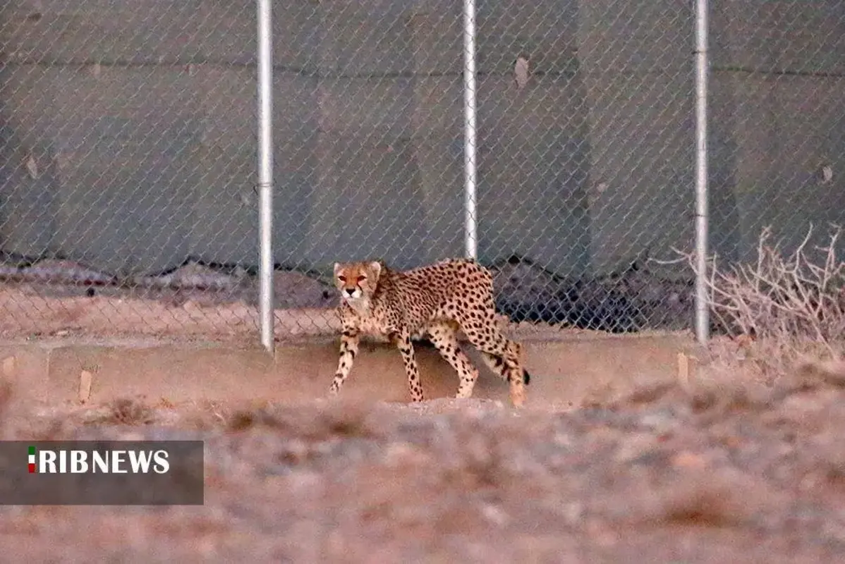 یوزپلنگ‌های پارک ملی توران