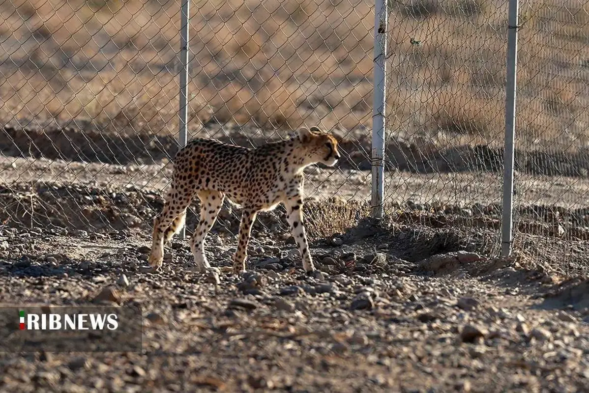 یوزپلنگ‌های پارک ملی توران