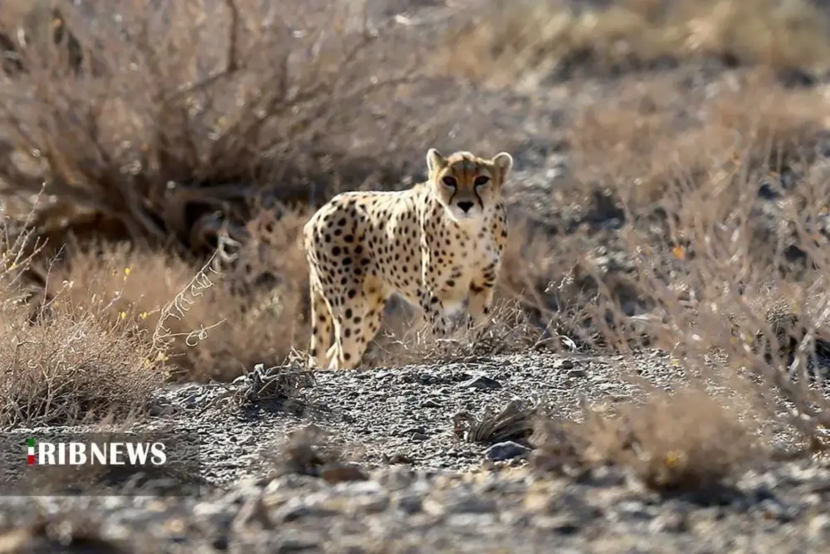 یوزپلنگ‌های پارک ملی توران