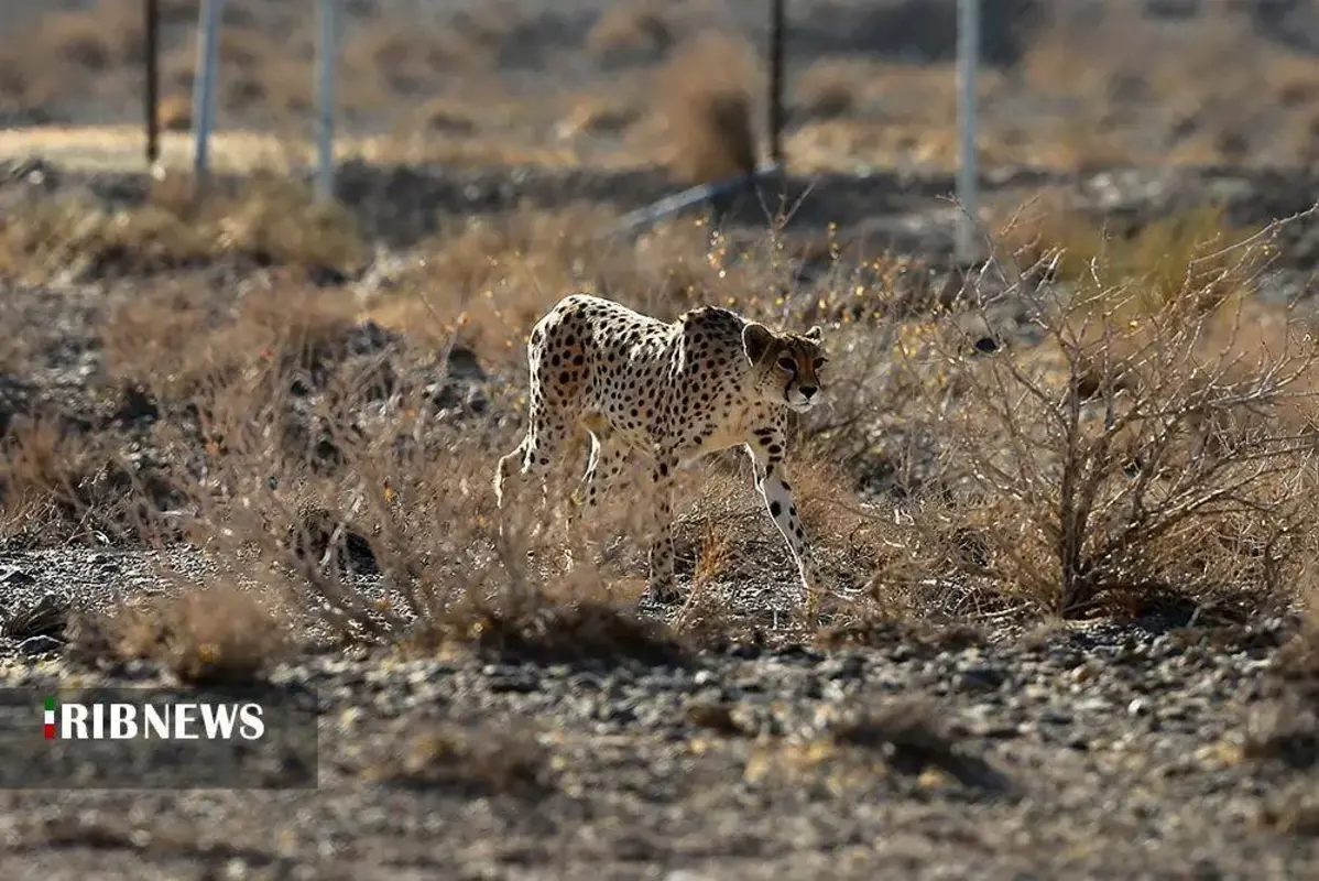 یوزپلنگ‌های پارک ملی توران