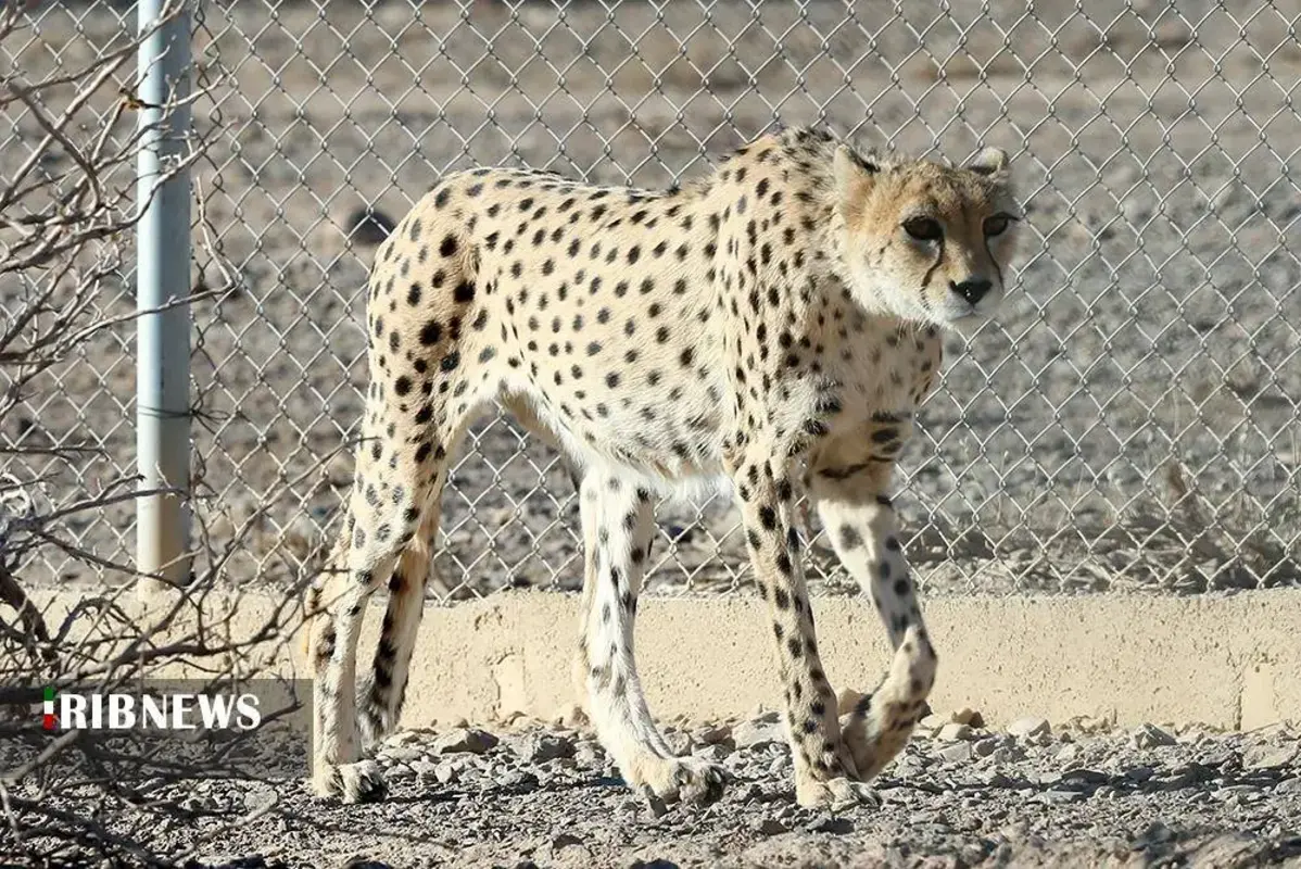 یوزپلنگ‌های پارک ملی توران