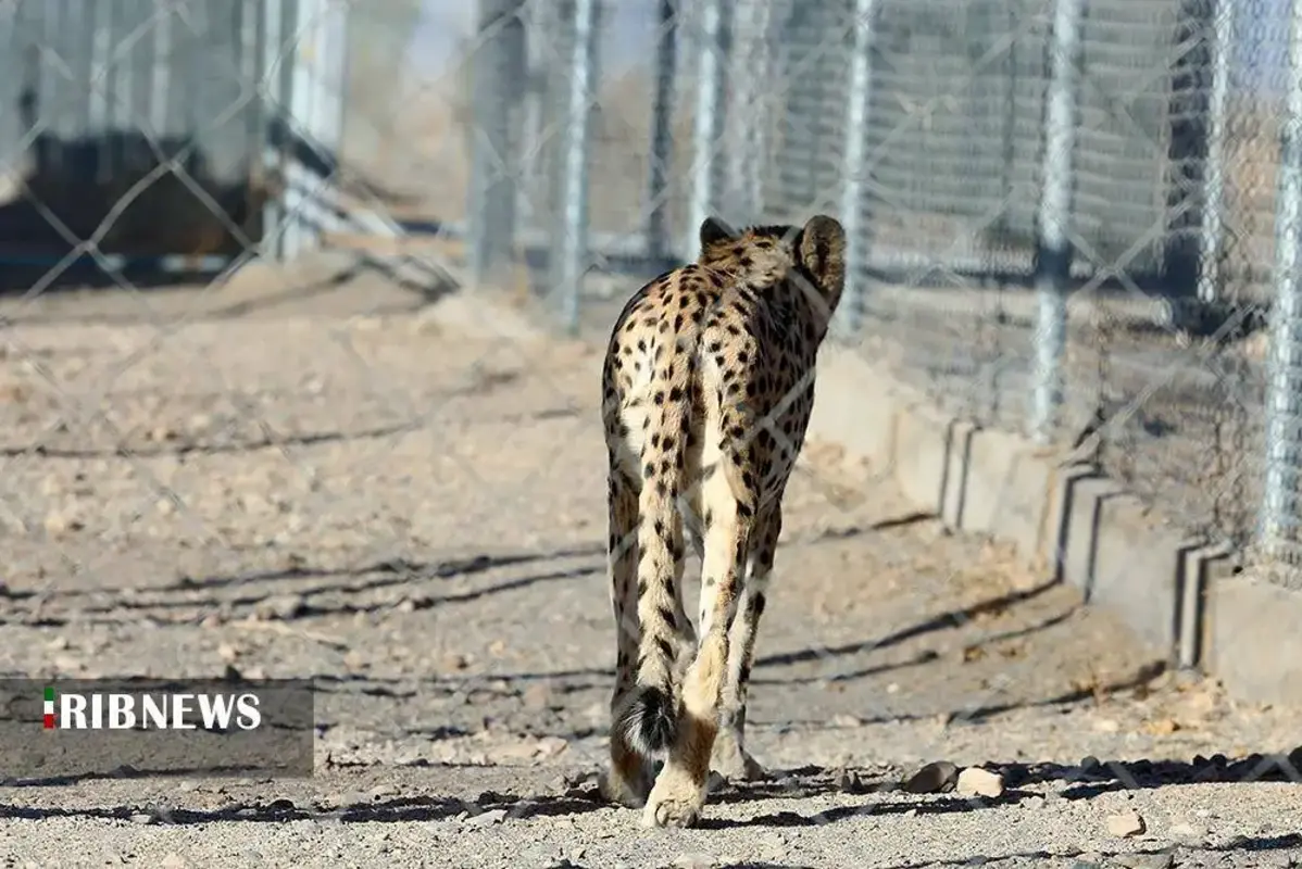 یوزپلنگ‌های پارک ملی توران