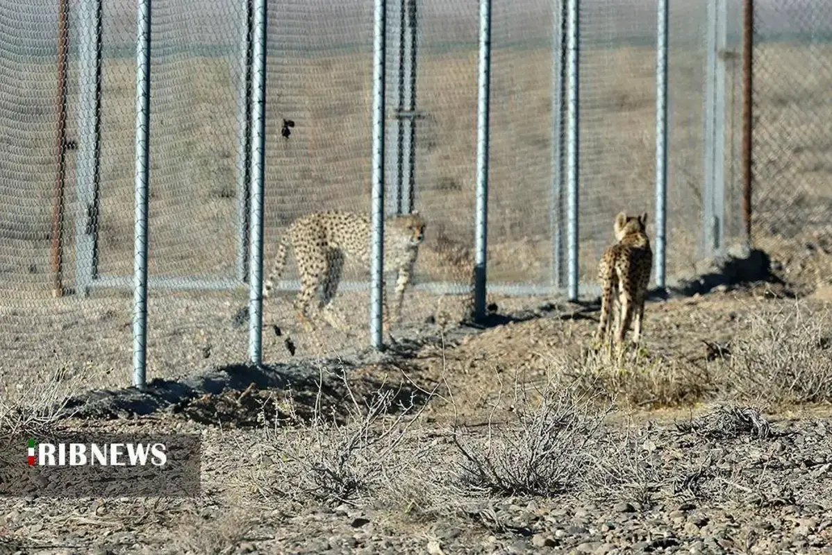 یوزپلنگ‌های پارک ملی توران