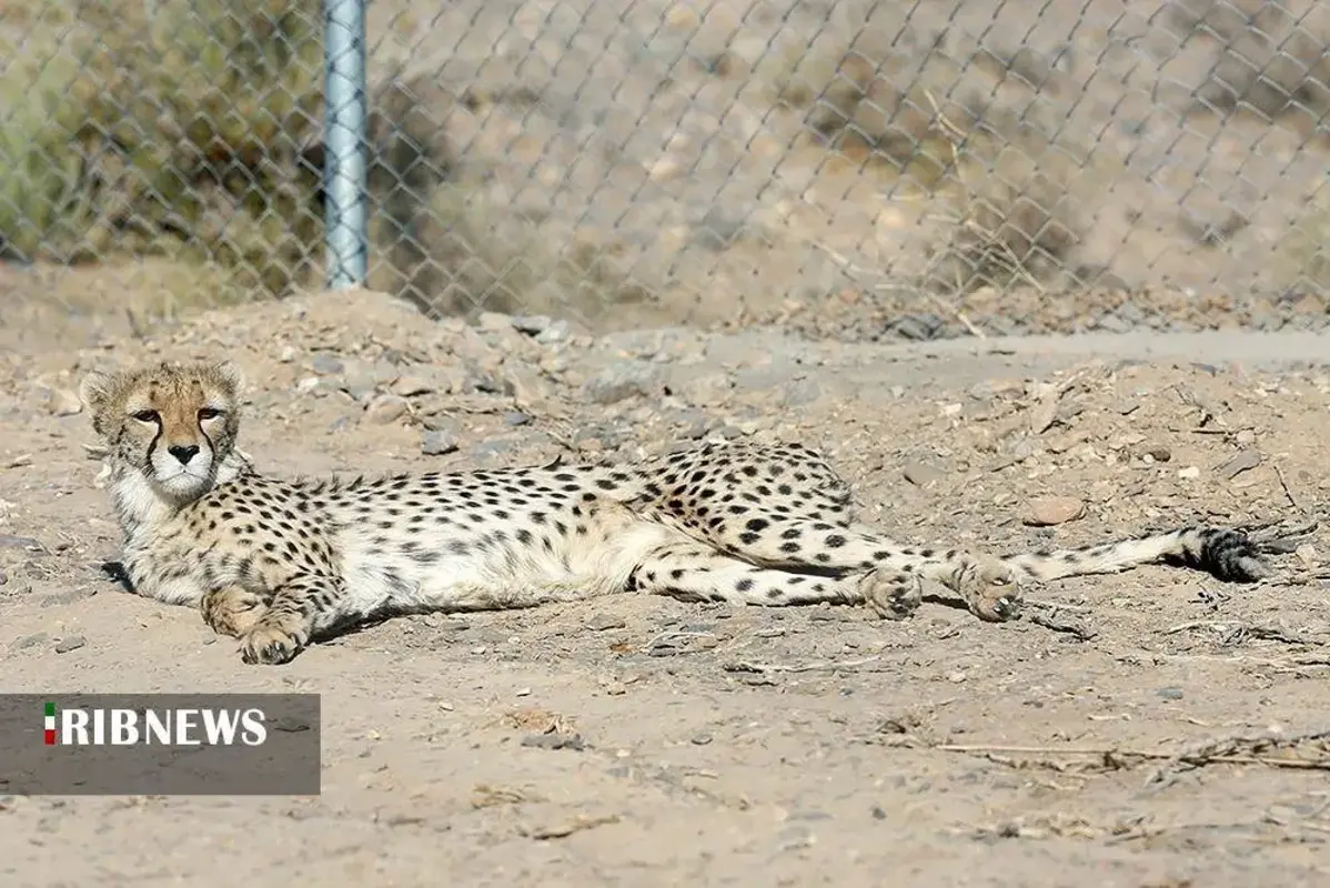 یوزپلنگ‌های پارک ملی توران