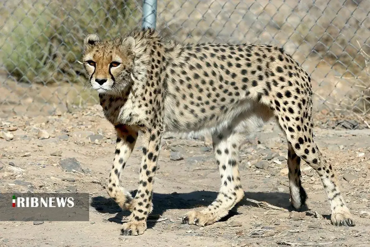 یوزپلنگ‌های پارک ملی توران