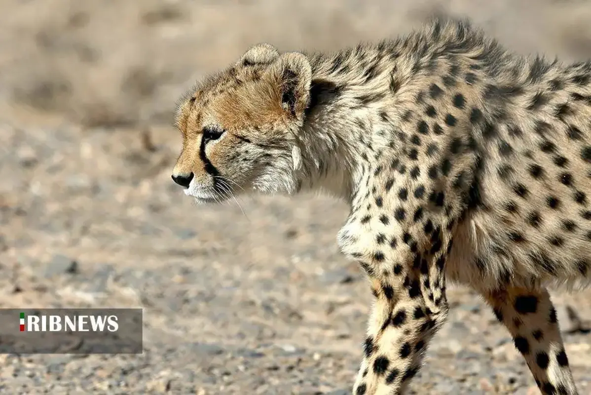 یوزپلنگ‌های پارک ملی توران