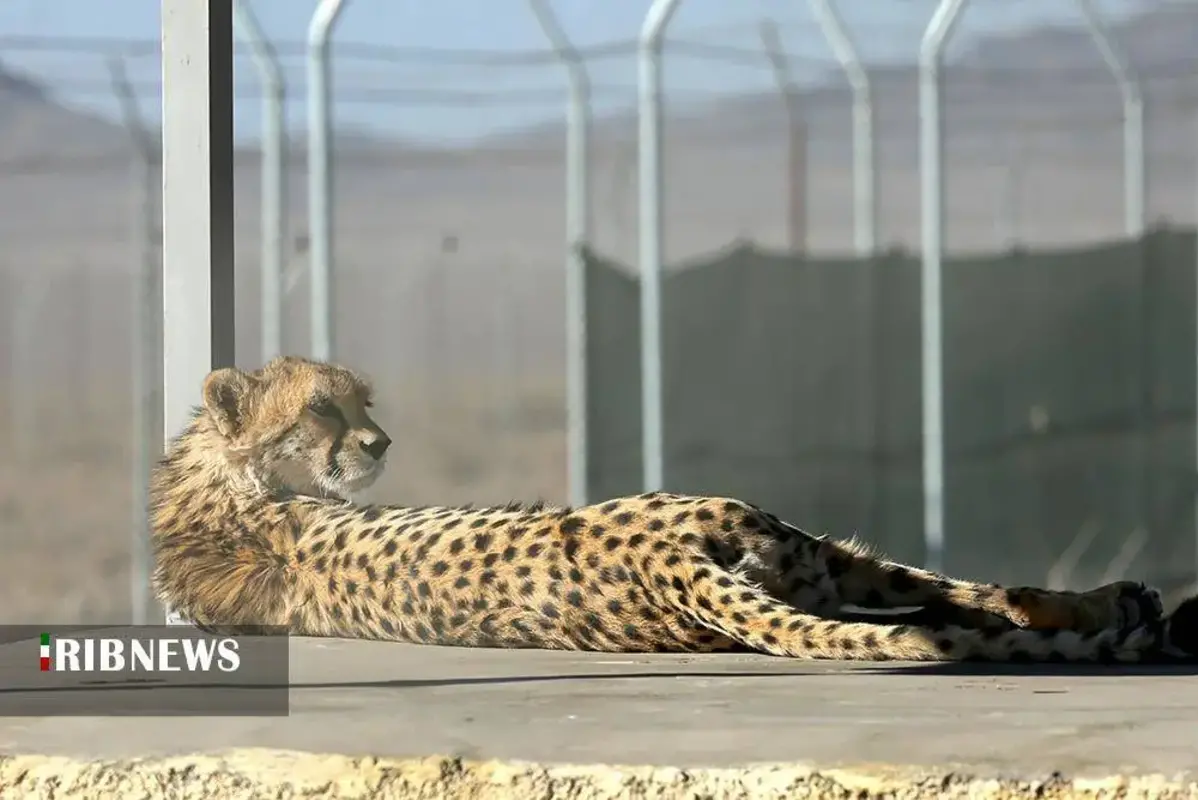 یوزپلنگ‌های پارک ملی توران