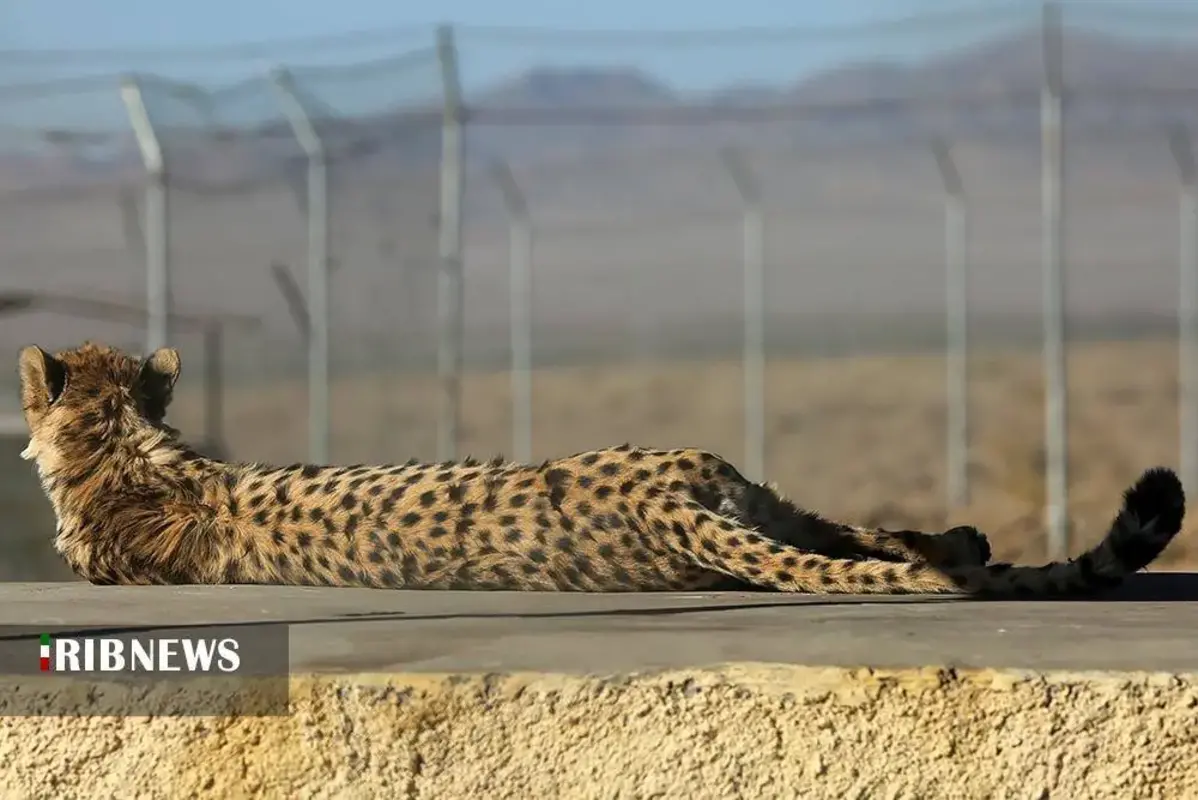 یوزپلنگ‌های پارک ملی توران