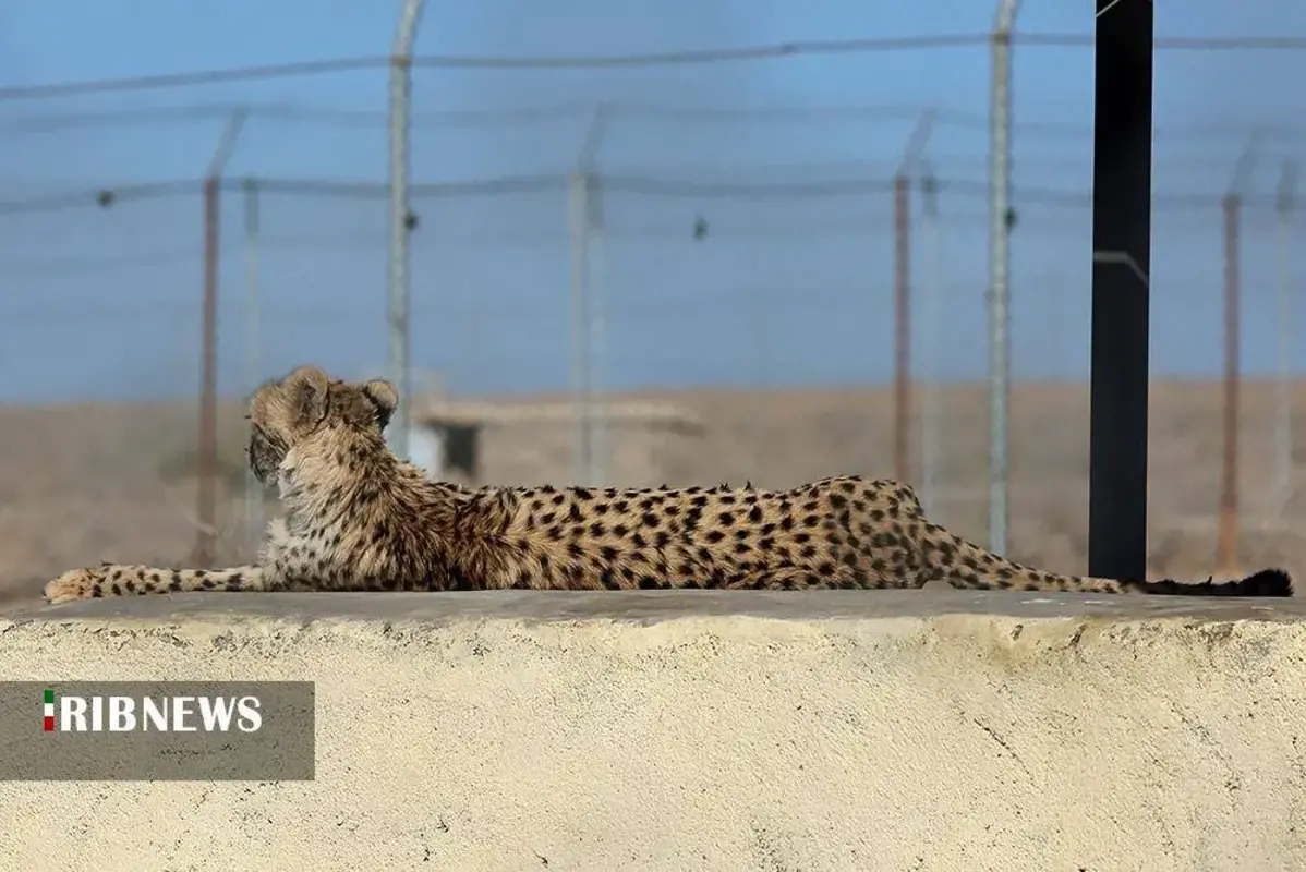 یوزپلنگ‌های پارک ملی توران