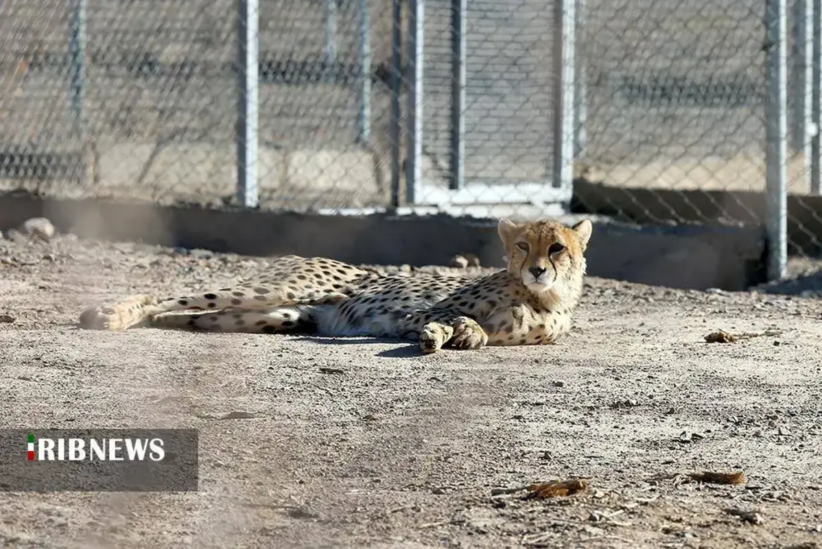 یوزپلنگ‌های پارک ملی توران