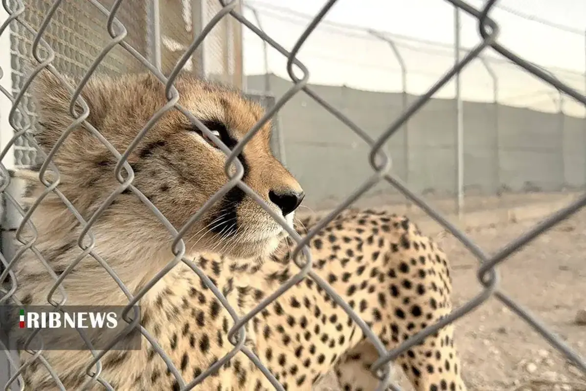 یوزپلنگ‌های پارک ملی توران