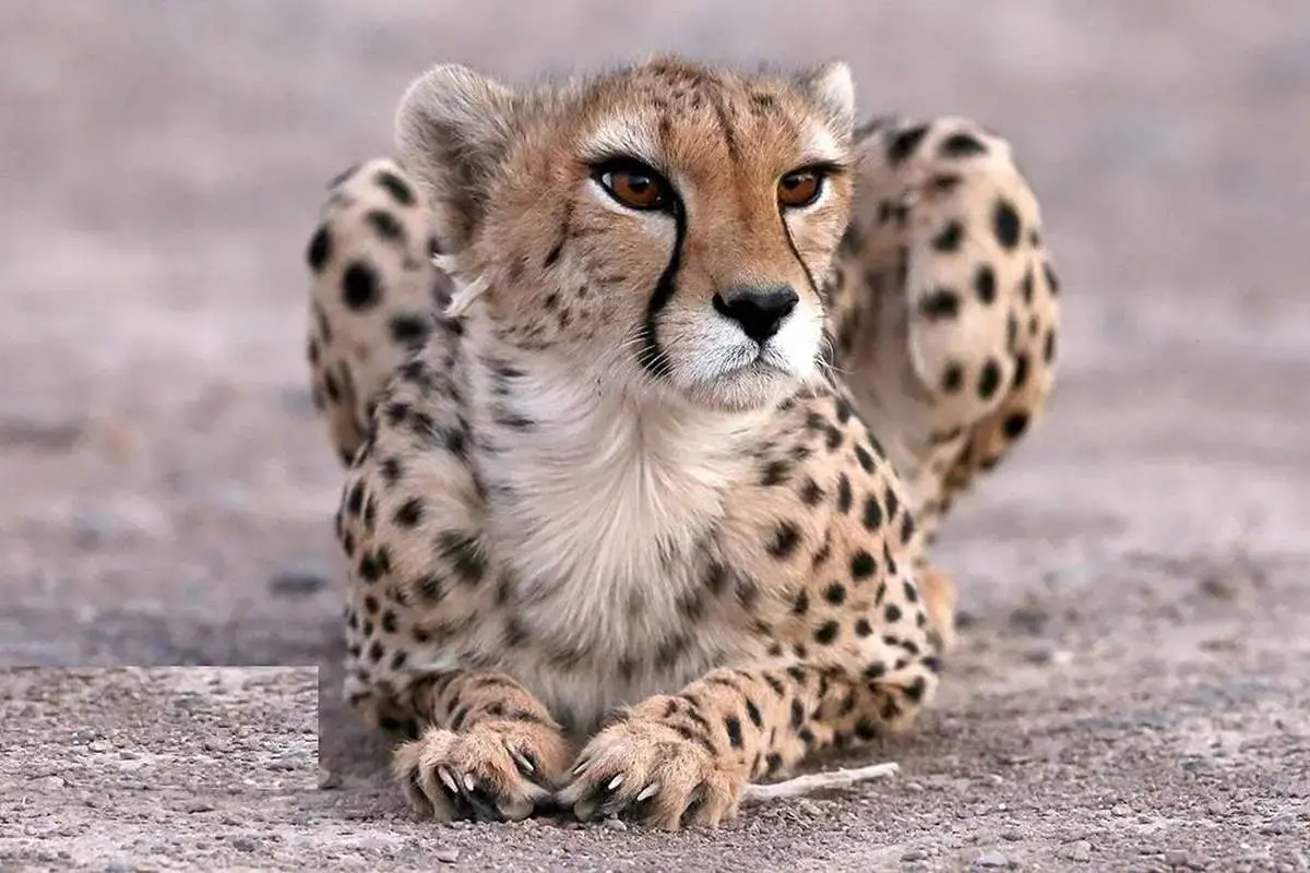 یوزپلنگ‌های پارک ملی توران