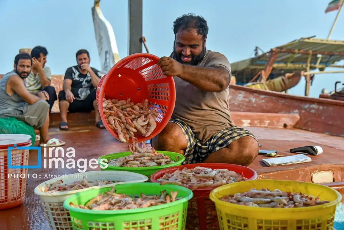 فروش میگو روی لنج؛ طعم دریا