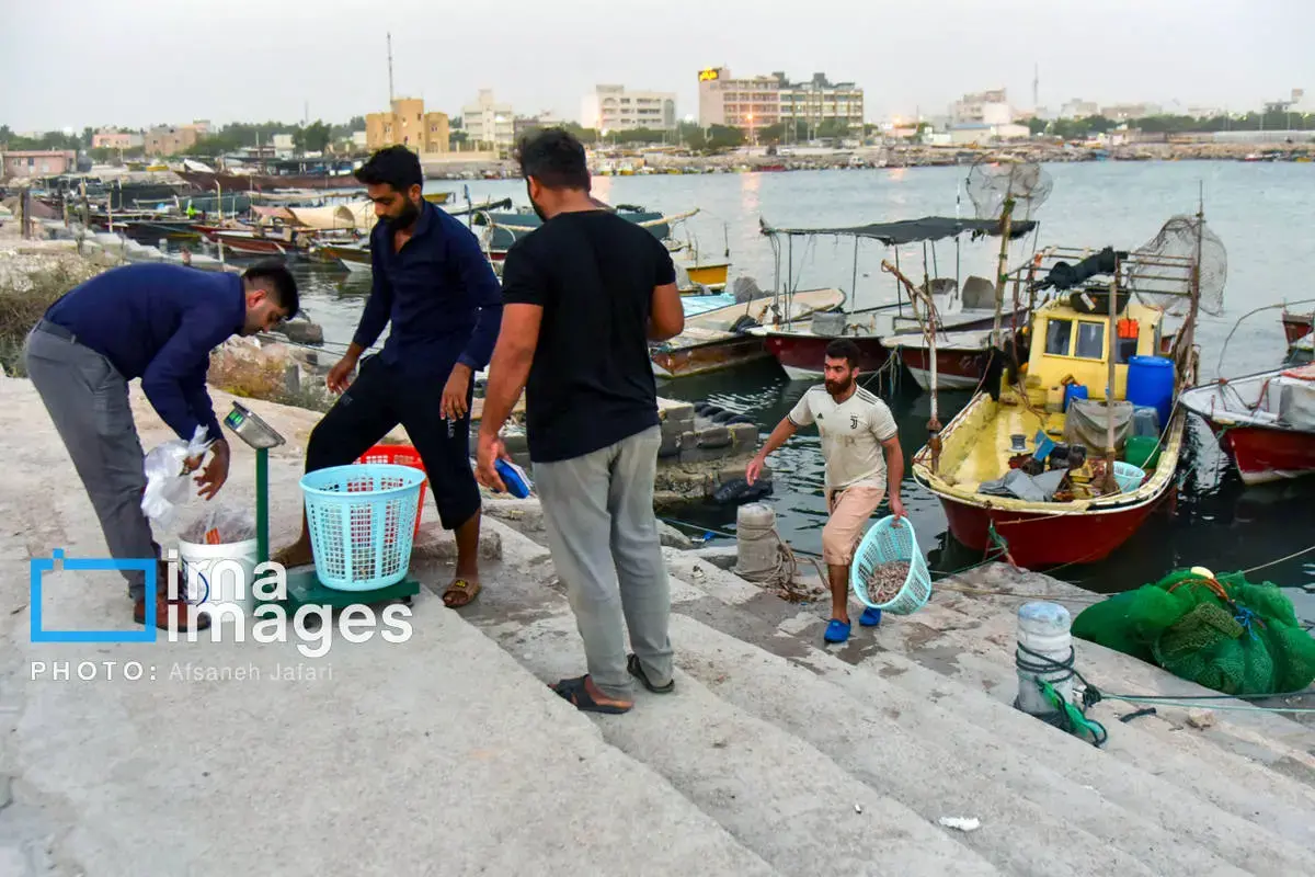 فروش میگو روی لنج؛ طعم دریا