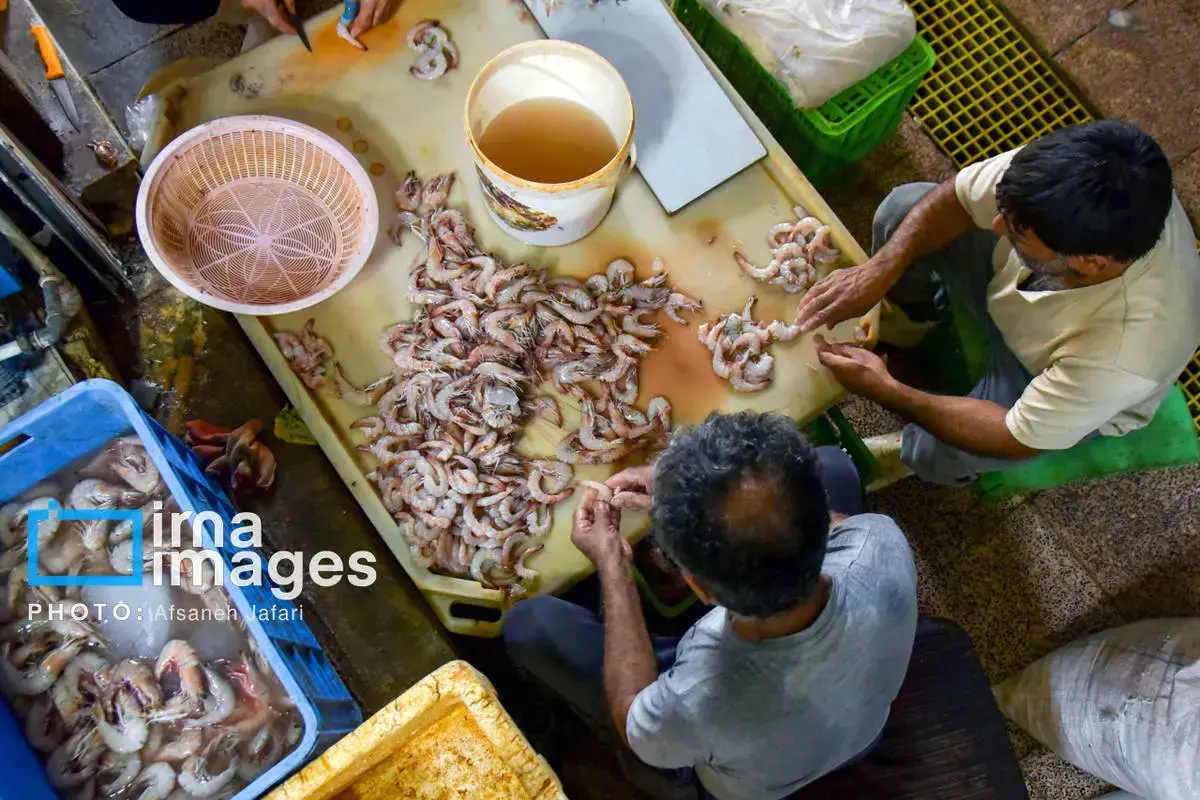 فروش میگو روی لنج؛ طعم دریا