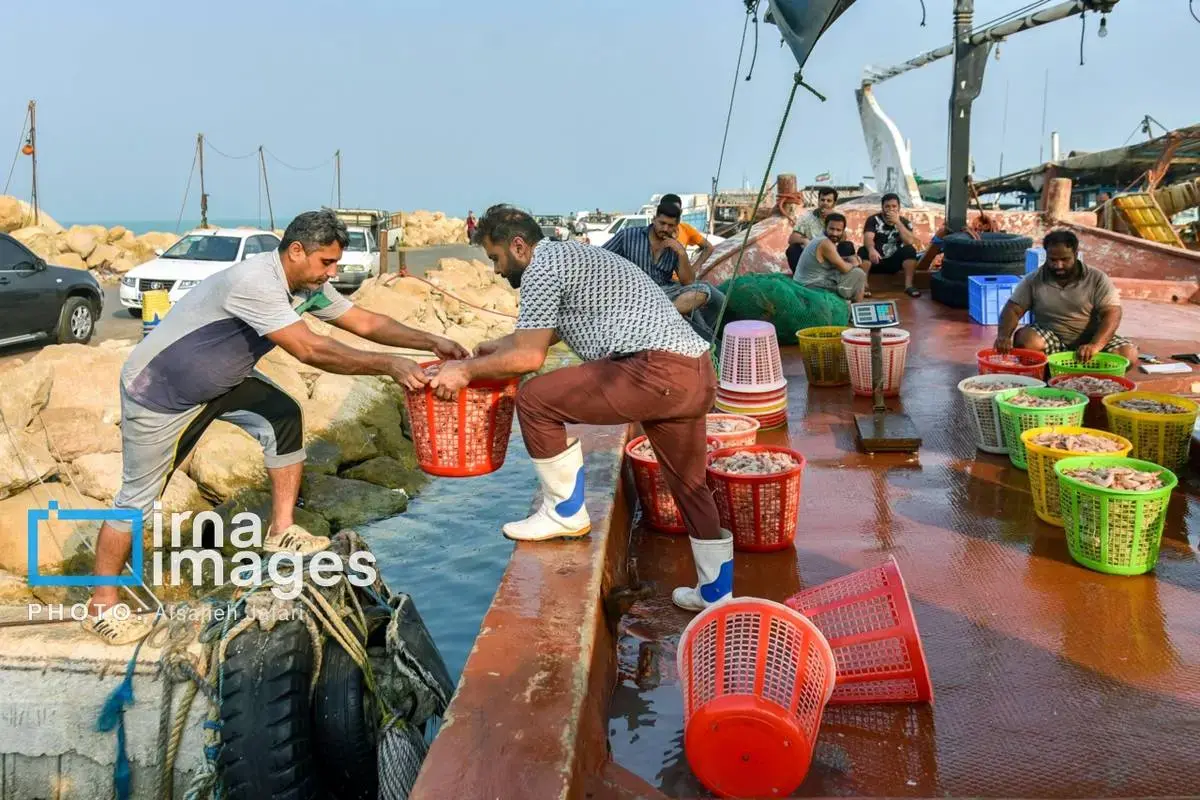 فروش میگو روی لنج؛ طعم دریا